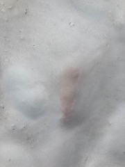 Chlamydomonas nivalis