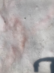 Chlamydomonas nivalis