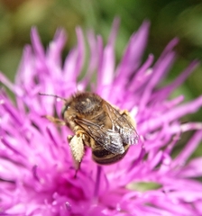 Anthophora bimaculata