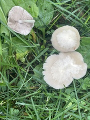 Candolleomyces candolleanus