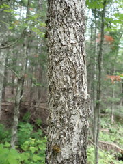Fraxinus nigra image