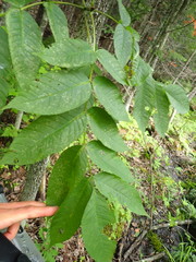 Fraxinus nigra image