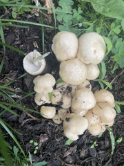 Candolleomyces candolleanus