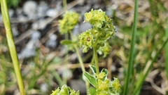 Alchemilla conjuncta