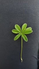 Alchemilla conjuncta