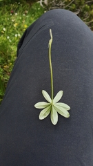 Alchemilla conjuncta