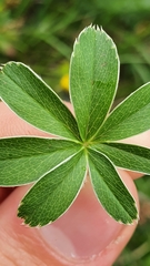 Alchemilla conjuncta