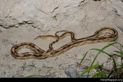 Bogertophis subocularis subocularis