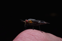 Chrysops cincticornis