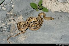 Bogertophis subocularis subocularis