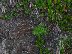 Pulsatilla occidentalis