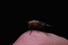 Chrysops cincticornis