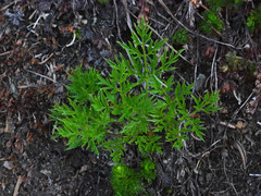 Pulsatilla occidentalis