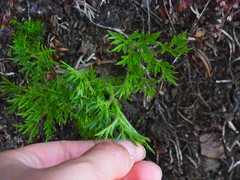 Pulsatilla occidentalis