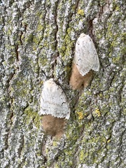 Lymantria dispar