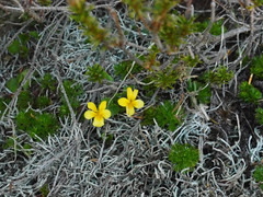 Viola orbiculata