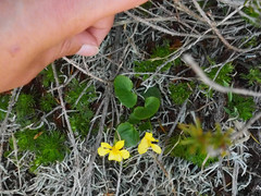Viola orbiculata
