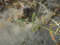 Psorothamnus polydenius polydenius