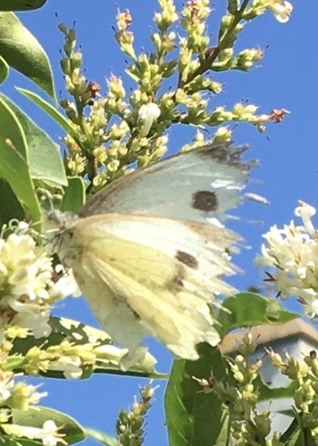 Pieris brassicae