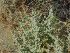 Atriplex parryi