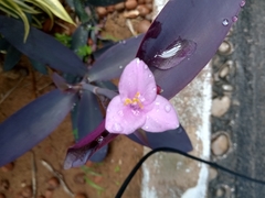 Tradescantia pallida