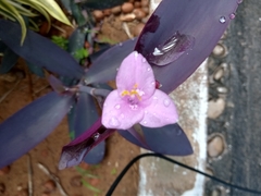 Tradescantia pallida