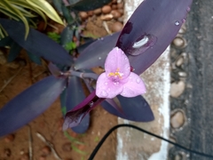 Tradescantia pallida