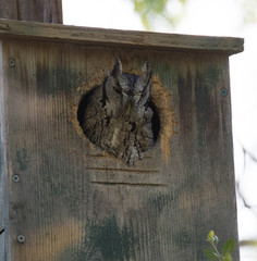 Megascops asio mccallii