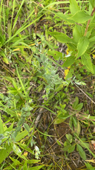 Symphyotrichum sericeum