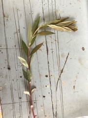 Lysimachia thyrsiflora