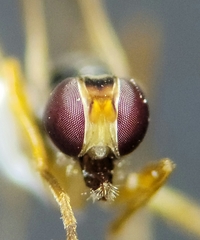 Compsobata mima