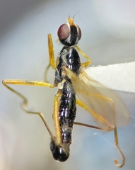 Compsobata mima