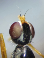 Compsobata mima