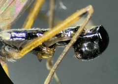 Compsobata mima