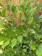 Magnoliopsida