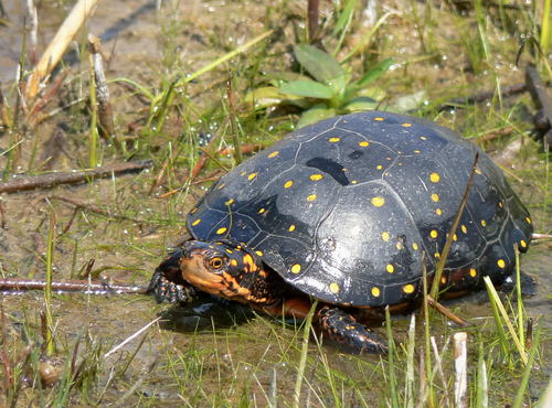 Spotted Turtle, photo 8 of 10