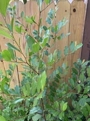 Magnoliopsida