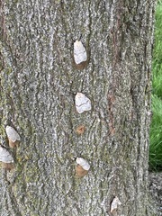 Lymantria dispar