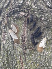 Lymantria dispar