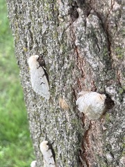 Lymantria dispar
