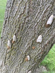 Lymantria dispar