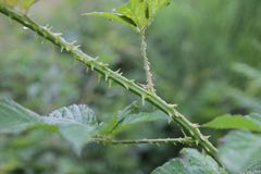 Rubus fagicola