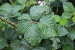 Rubus fagicola