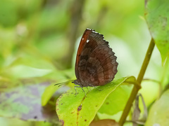 Ariadne ariadne