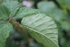 Rubus fagicola