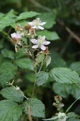 Rubus fagicola