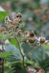 Rubus fagicola