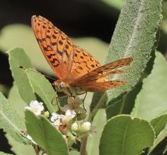 Speyeria adiaste