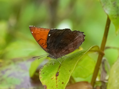 Ariadne ariadne