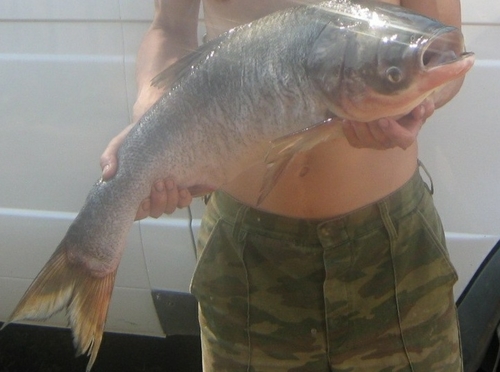 Bighead carp (Hypophthalmichthys nobilis) — Cyprinidae — 3